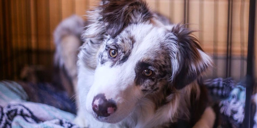 A dog laying down in one of our cabins at our Camp-Resort. 