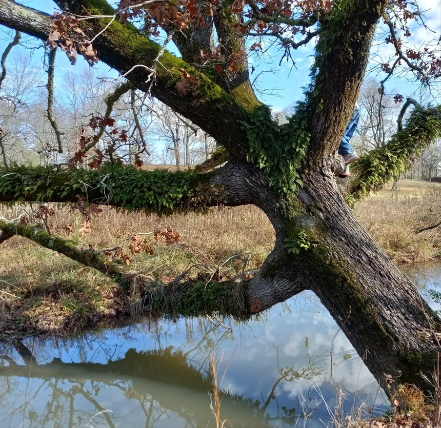 tree over brook