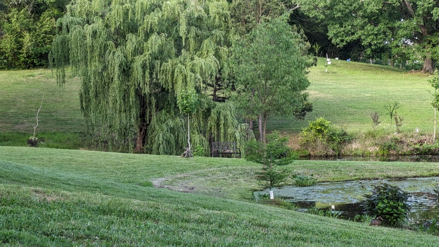 willow
