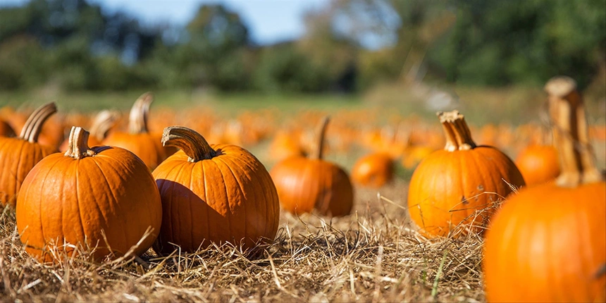 Pumpkin placed at the pumpkin patch in New Braunfels. 