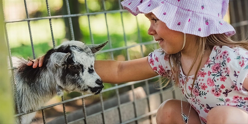 The petting zoo is one of the main attractions during the Sundrop Springs Fall Festival. 