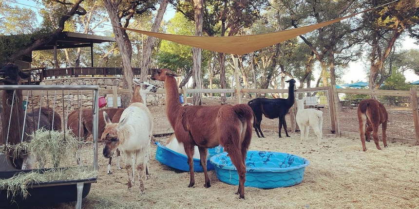 Six llamas at the Shady Llama that can be visited by all the guests.