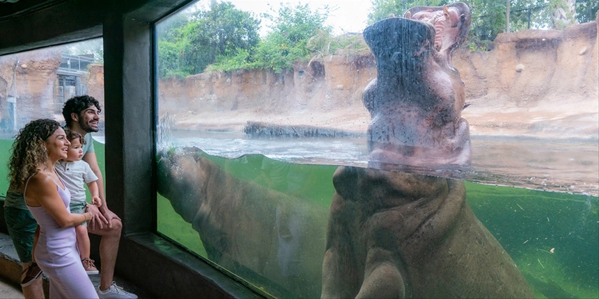 A family watching a hippo at the San Antonio Zoo.