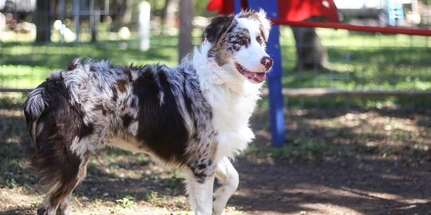 A dog playing around our Bark Park on a sunny day. 