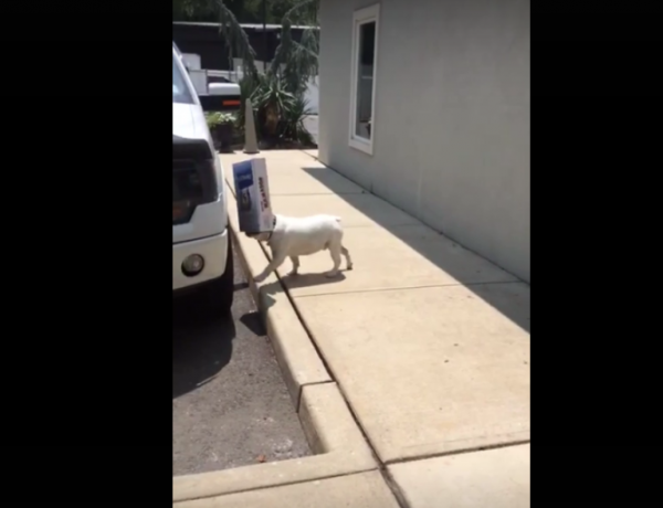 Watch this puppy play with a box.