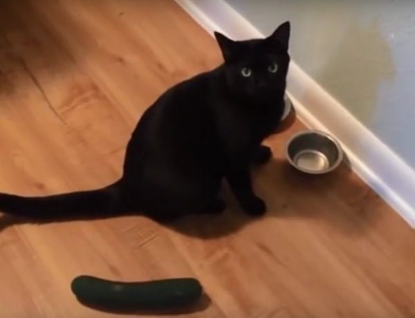 Who knew that a cat video could be made better by a cucumber?