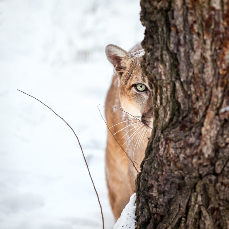Animals See Humans as Super Predators (and We Don't Blame Them Animals See Humans as Super Predators (and We Don't Blame Them