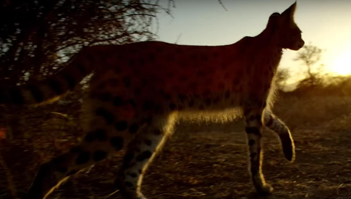 Planet Earth Ii Looks Insane Video