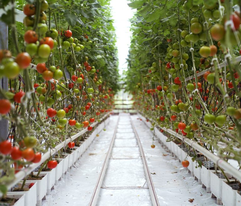 Growing Hydroponic Tomatoes With No Fresh Water Soil Or Fo