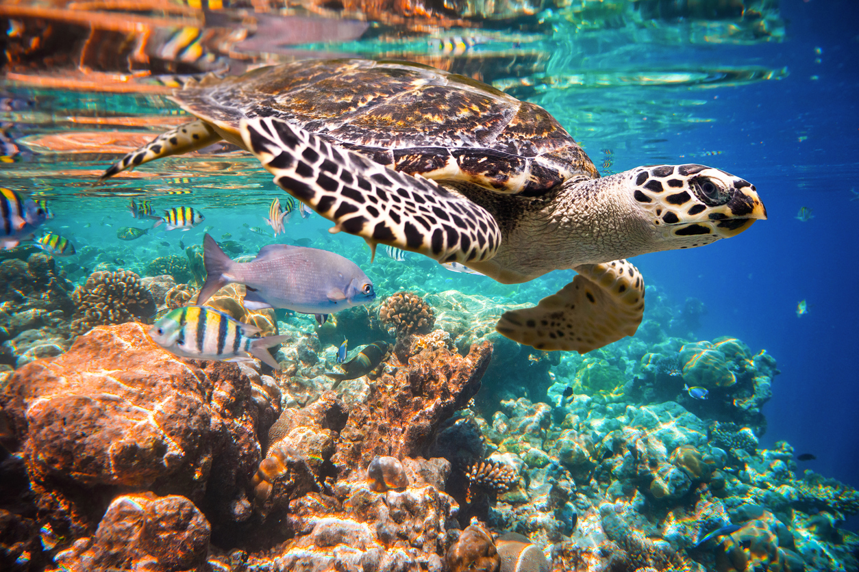 11 Ways You Can Protect Endangered Sea Turtles