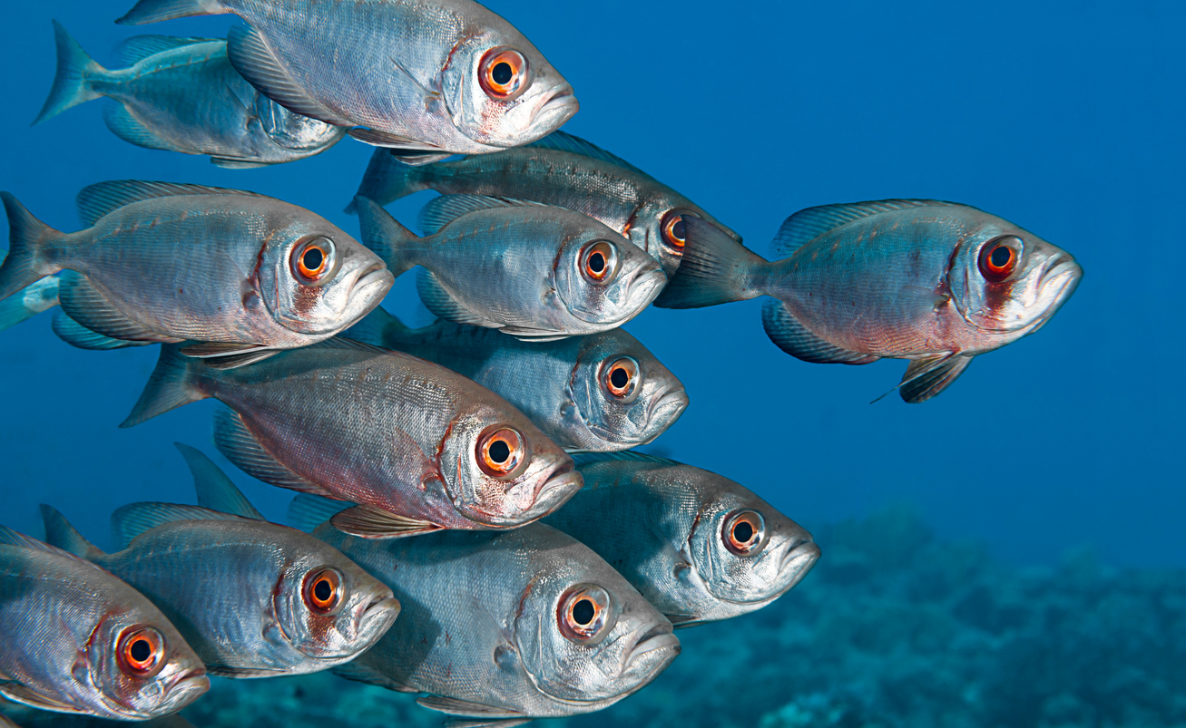 Fish Have Friends Study Finds So Go Vegan And St