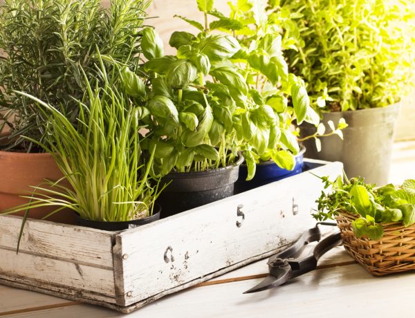 Watch This Before Harvesting Fresh Herbs From Your Garden [Video]