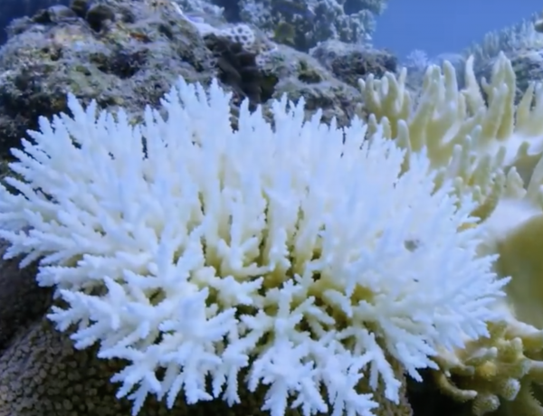 Coral reefs are on their last leg.