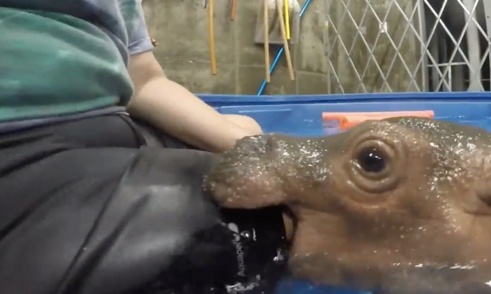 Discover Why Fiona The Hippo Is A Dream Wrapped In A Rainbow Video