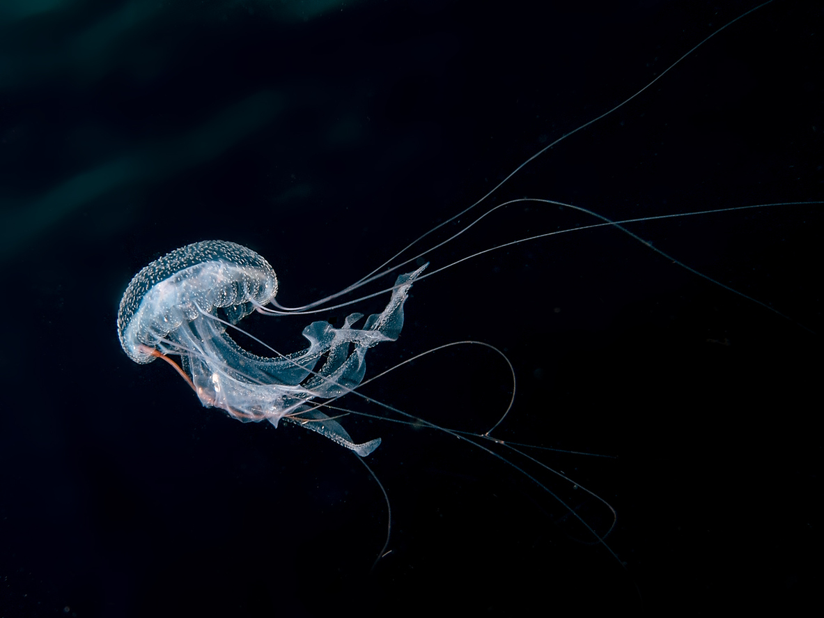 Spooky, Ancient Jellyfish Resemble Underwater Ghosts
