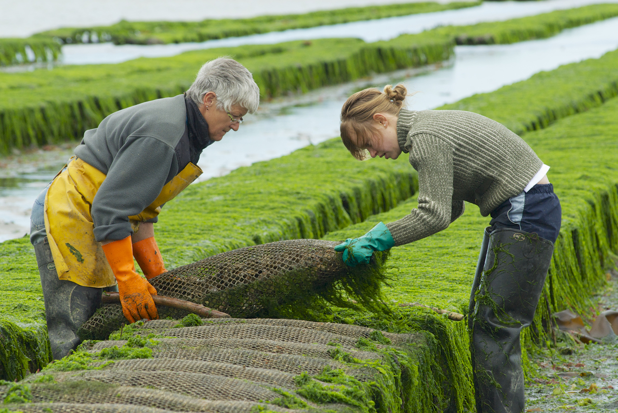 Is Algae the Eco Fuel We've Been Waiting For?