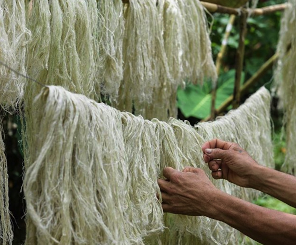 Pineapple Leaf Fibers