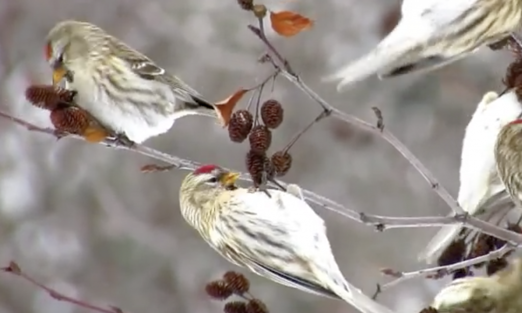 Birds are so strong.