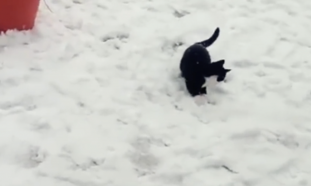 We just love these kittens in the snow.