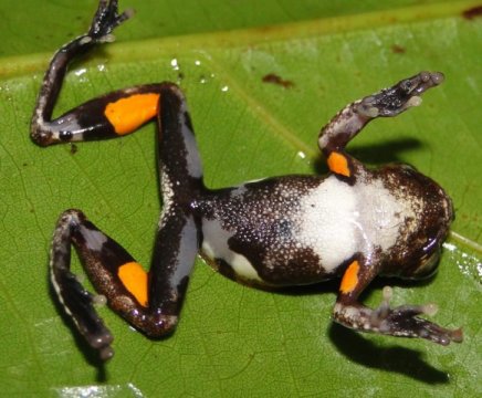 New Treefrog Species Named After Filmmaker Stanley Kubrick's Classic 'A Clockwork Orange'