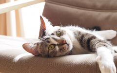 7 Home Decor Finds Both Cats and Humans Can Get Behind