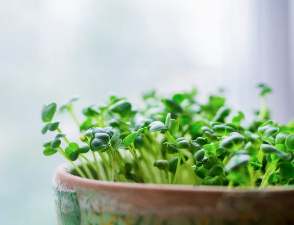 How to Grow Fresh Microgreens Indoors