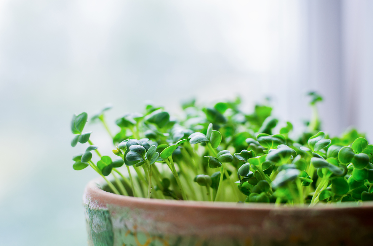 How to Grow Fresh Microgreens Indoors