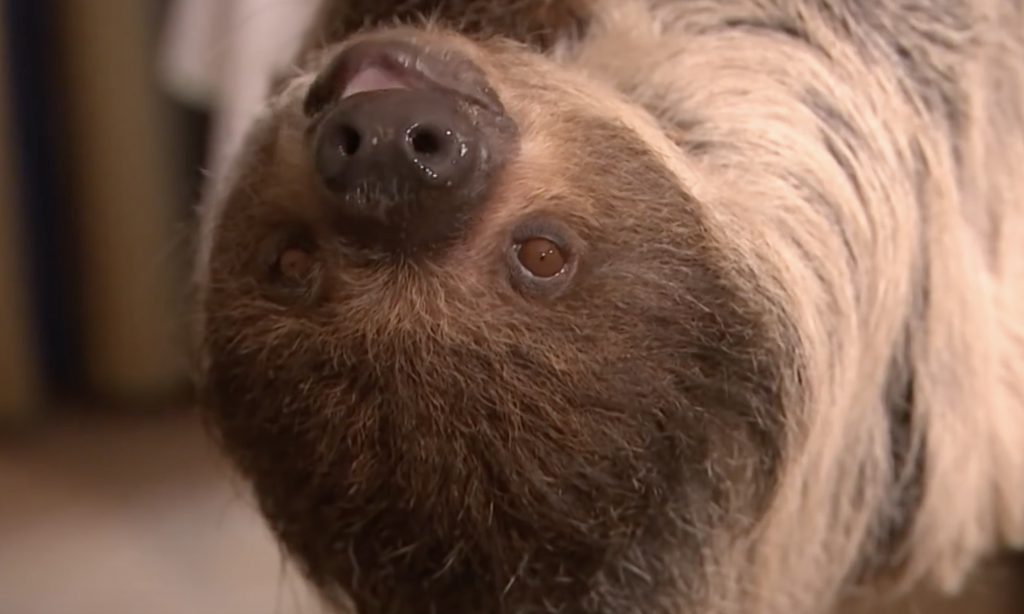 The Puppy Bowl Team Has Recruited A Sloth