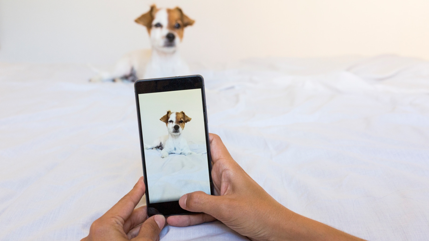 promover seu negócio de passear com cães