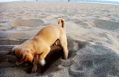 dog digging gif
