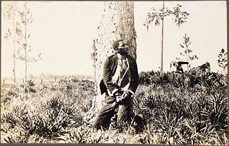 Corpse of black male slumped to knees, tied to trunk of pine tree by leather strap around neck. Bicycle with coat neatly folded leans against fence post. Covered hack with two well-dressed white men in background. Pre 1915, southern United States.