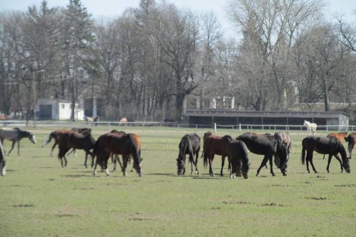 KOWR oficjalnie: 3,2 mln zł straty Stadniny Koni za 2018 rok - Zdjęcie główne