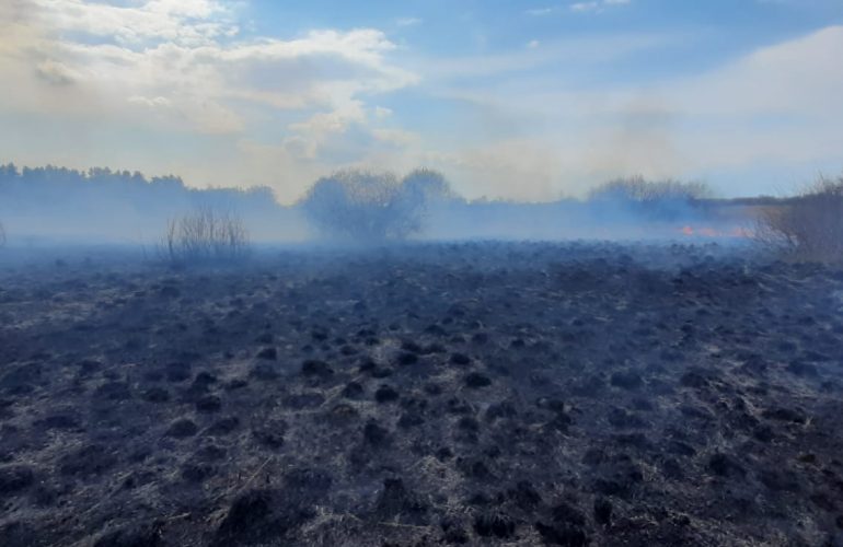 Powiat Lubelski: Pożar w Prawiednikach. Spaliły się 4 ha łąki  - Zdjęcie główne