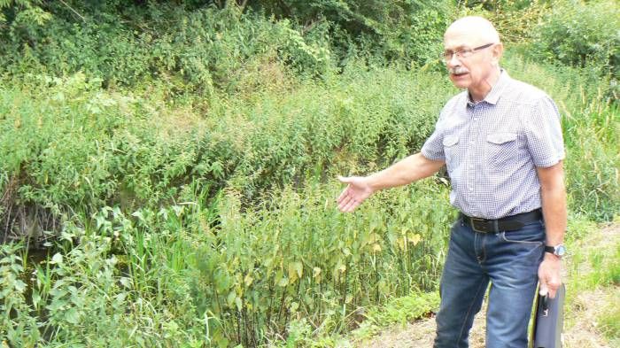 Brzegi Krzny wyglądają jak dżungla - Zdjęcie główne