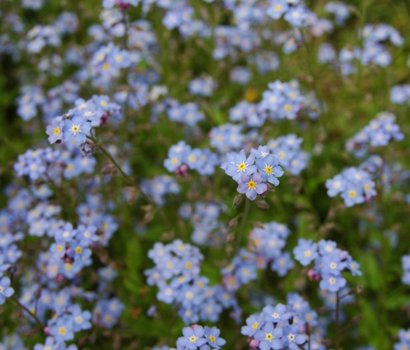 Noc Muzeów i Dzień Polskiej Niezapominajki - Ogród Botaniczny UMCS zaprasza - Zdjęcie główne