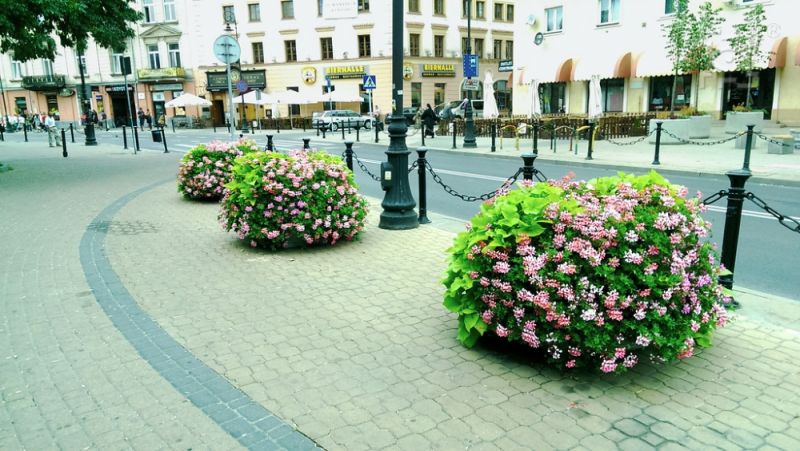 Ostatni dzień by oddać głos na Lublin jako \"Najpiękniej Ukwiecone Miasto w Polsce\" - Zdjęcie główne