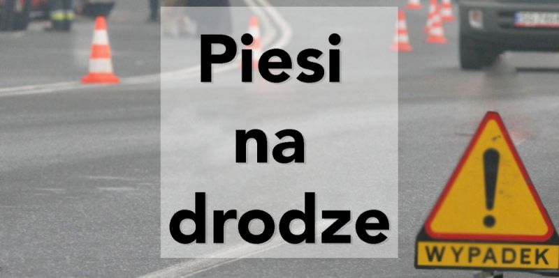 Policyjna akcja "Piesi" - Zdjęcie główne