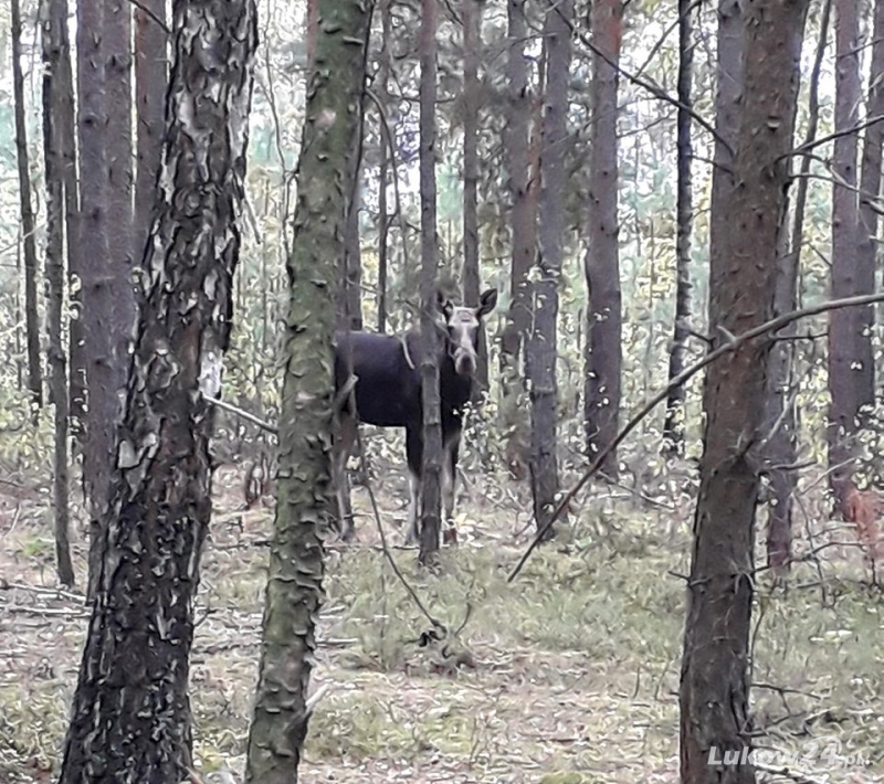 ŁOŚ TAK BLISKO ...  - Zdjęcie główne