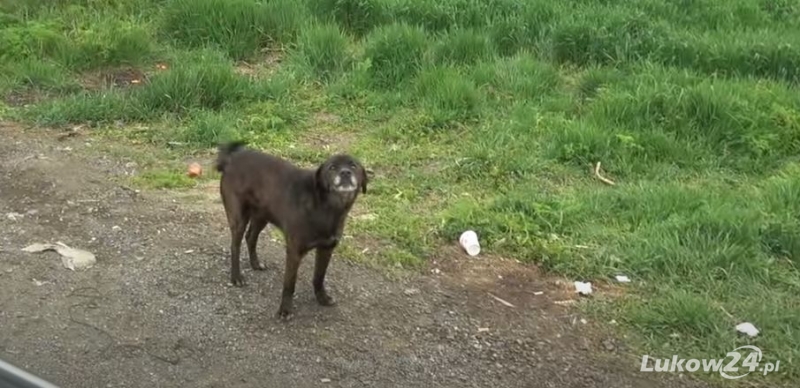 GMINA KRZYWDA Pomoc dla bezdomnych zwierząt - Zdjęcie główne