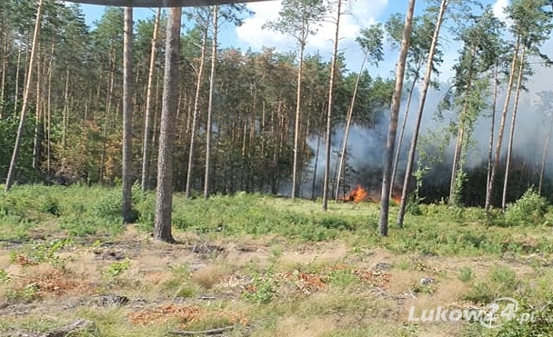 Sześć zastępów gasiło pożar lasu w Starym Jamielniku - Zdjęcie główne