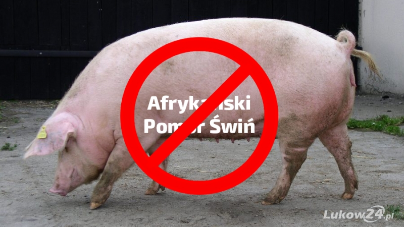 Czy grozi nam afrykański pomór świń? Spotkanie informacyjne dla producentów trzody chlewnej - Zdjęcie główne