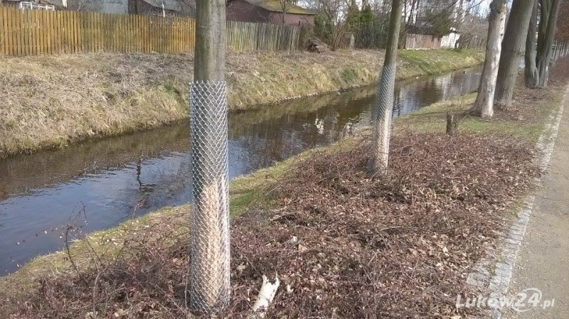 Siatką przeciwko bobrom - Zdjęcie główne