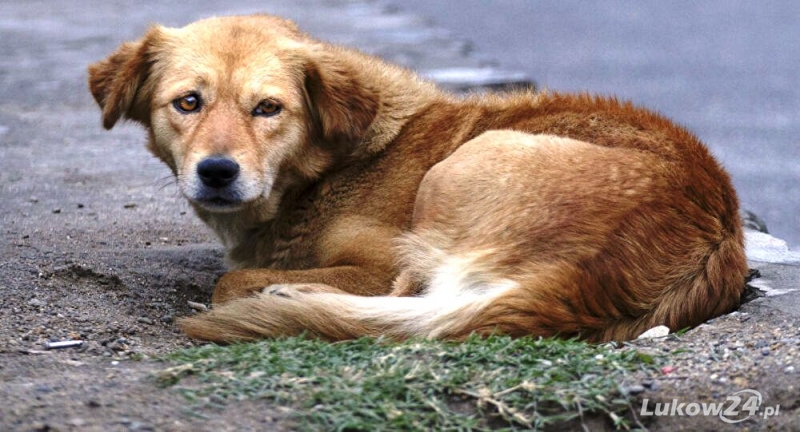Ponad 100 tys. zł na opiekę nad bezdomnymi zwierzętami  - Zdjęcie główne