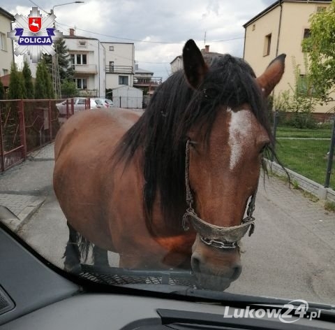 Spacer konia po ul. Parkowej - Zdjęcie główne