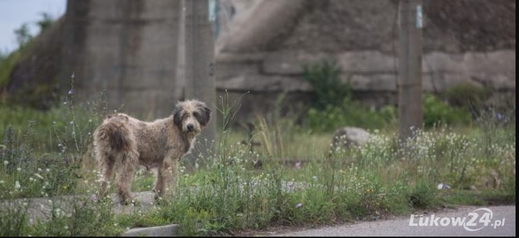 GMINA STANIN Co zrobi gmina dla bezdomnych zwierząt?  - Zdjęcie główne