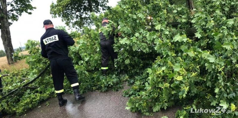 Kolizje, kot, osy i powalone drzewo - Zdjęcie główne