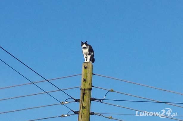 Strażacy ściągnęli kota ze słupa - Zdjęcie główne