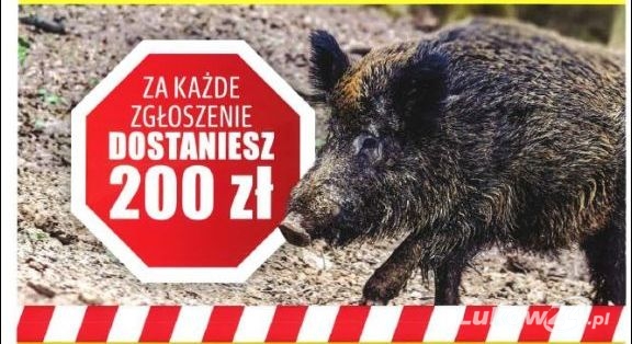 200 złotych za zgłoszenie dzika - Zdjęcie główne