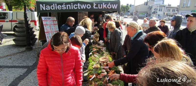 Las wyrósł w centrum miasta - Zdjęcie główne