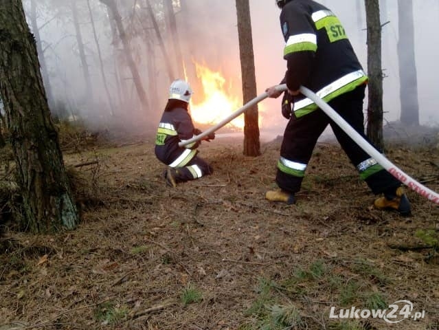 Pracowity tydzień strażaków ze Stoczka. Płonęła m.in. ściółka leśna.  - Zdjęcie główne